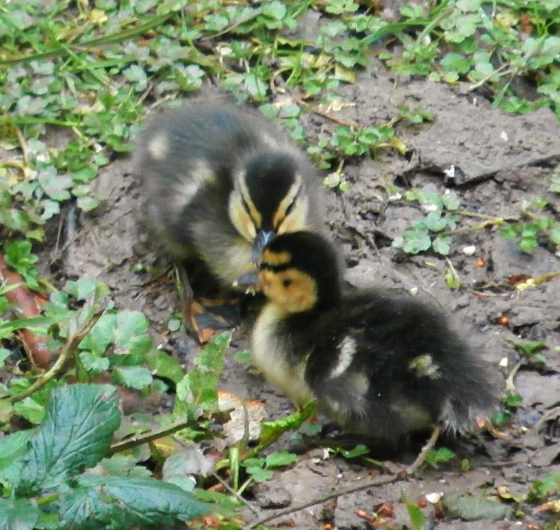 Mobile Home Sold in Bewdley, DY12